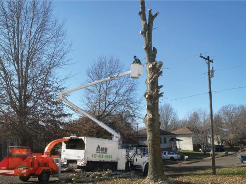 Tree Trimming and Removal Services in Branson and Kimberling City - SoMo Tree.