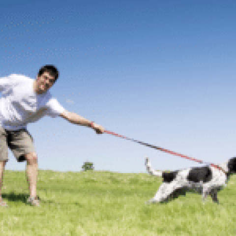 Dog trainers in phoenix az