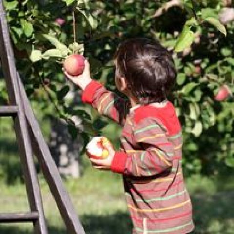 Orchards Box