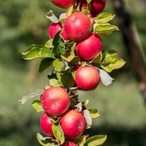 Orchards Box