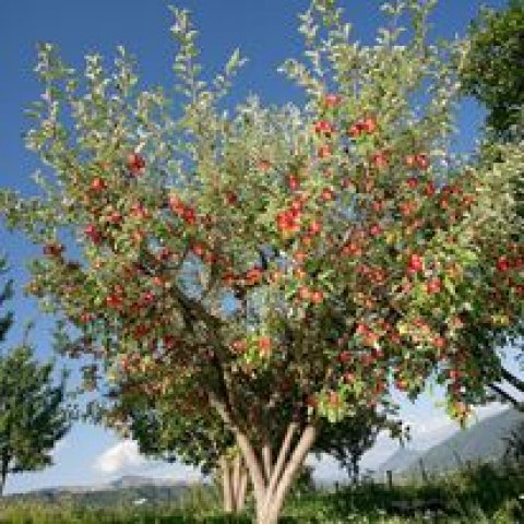 Orchards Box