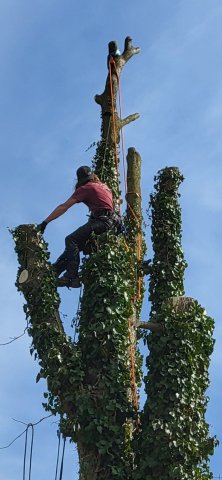 The Guys Tree Service