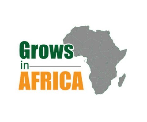 Grows in Africa