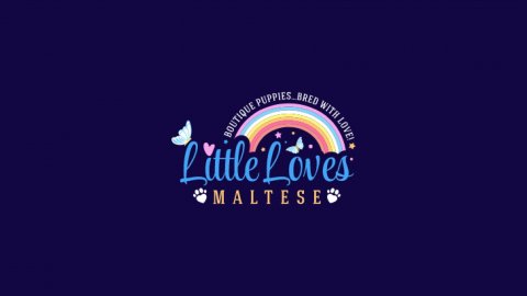 Little Loves Malteses