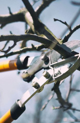 Nottingham Tree Surgeons