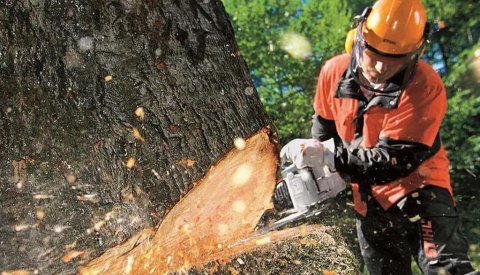 Leicester Tree Removal