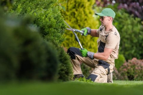 Leicester Hedge Trimming
