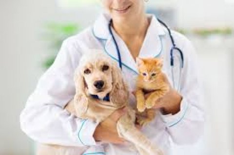 Elite Pet Veterinary (Vet) Clinic