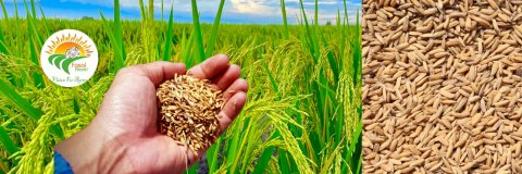Top Practices for Profitable Carbon Farming Today