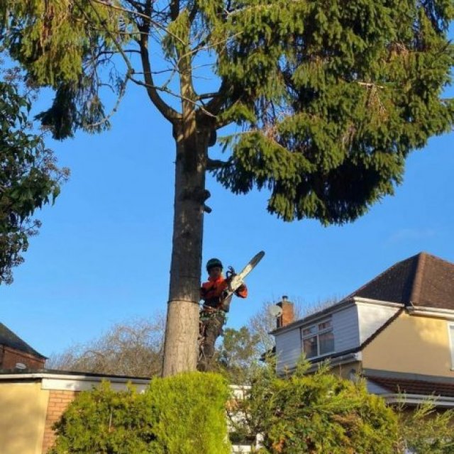 Tree Services Durham