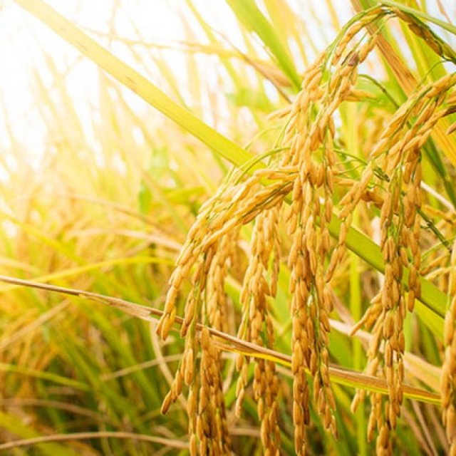 Pan Seeds: Hybrid Seeds Manufacturers in India