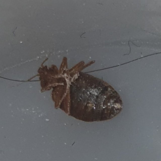 Pest Control Ayrshire