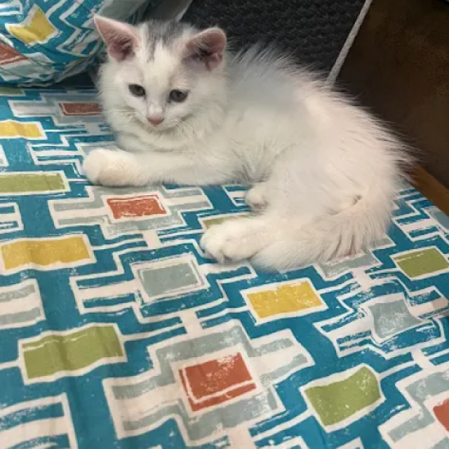 The Royal Persian Cat House