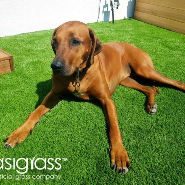 Easigrass Glasgow