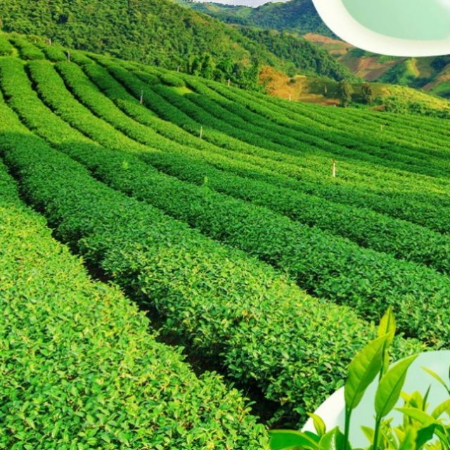 Botaniex - Manufacturer of Green Tea Extract