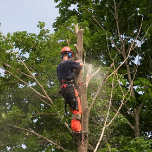 Tree Service Buffalo, NY | Expert Removal & Trimming