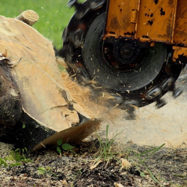 Collison Tree Care | Tree Surgeons Bedfordshire