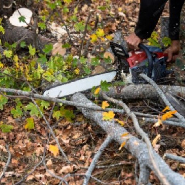 Bills Tree Removal