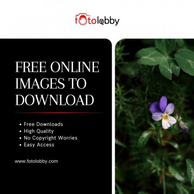 Free Online Images to Download