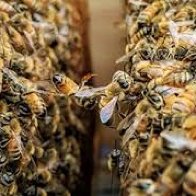 Pest Control in Penrith - Bug Free Pest Control