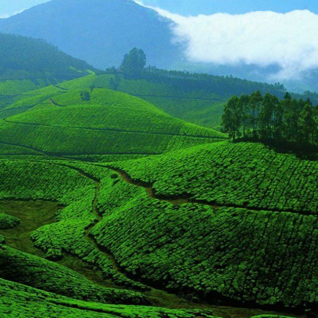 Munnar Tour Package | Kullu Manali | Jaisun tourism Coimbatore