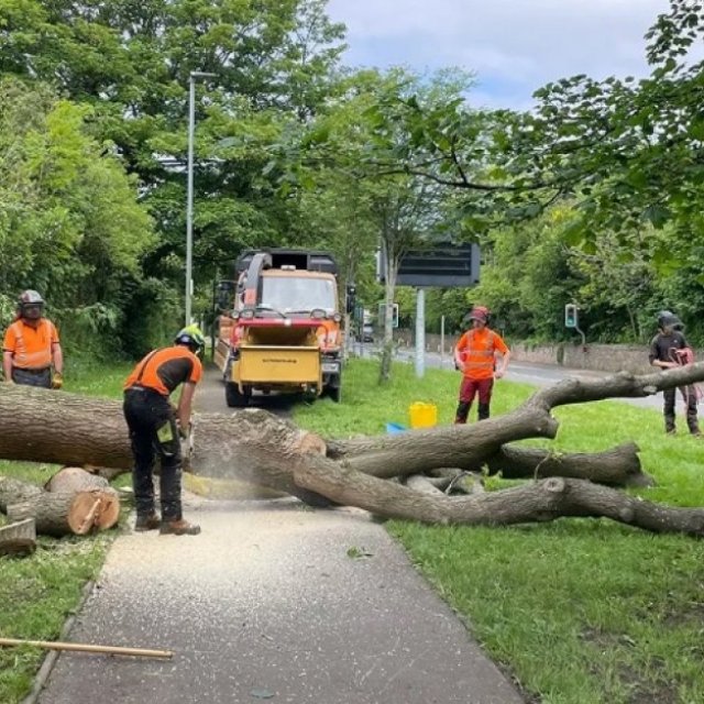 TD Tree & Land Services Ltd