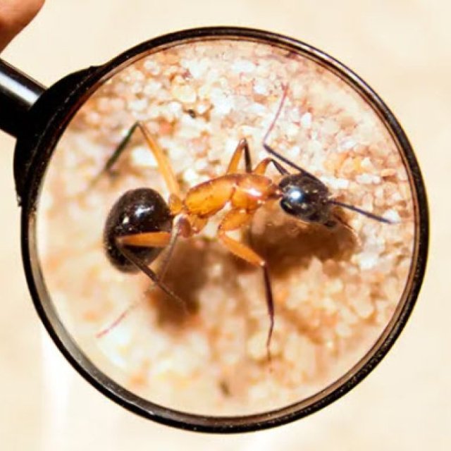 Pest Control Lidcombe - Bug Free Pest Control