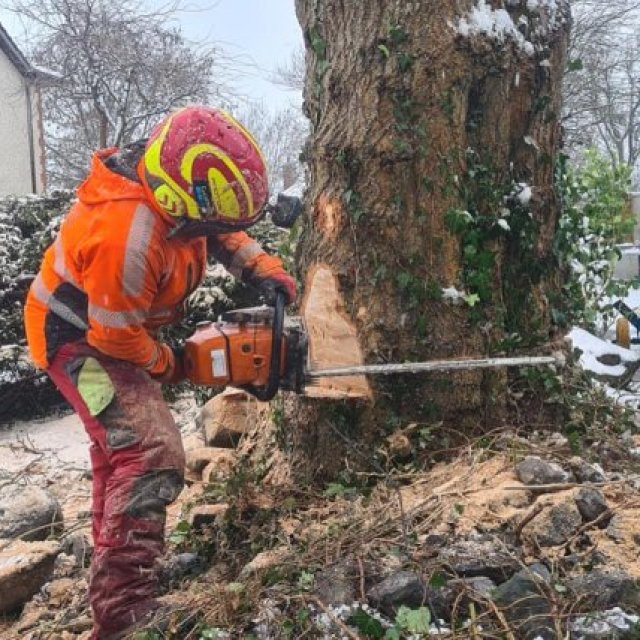 Tree Surgeons & Pro Gardening