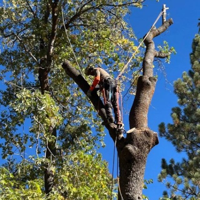 CCF Pro Tree Services