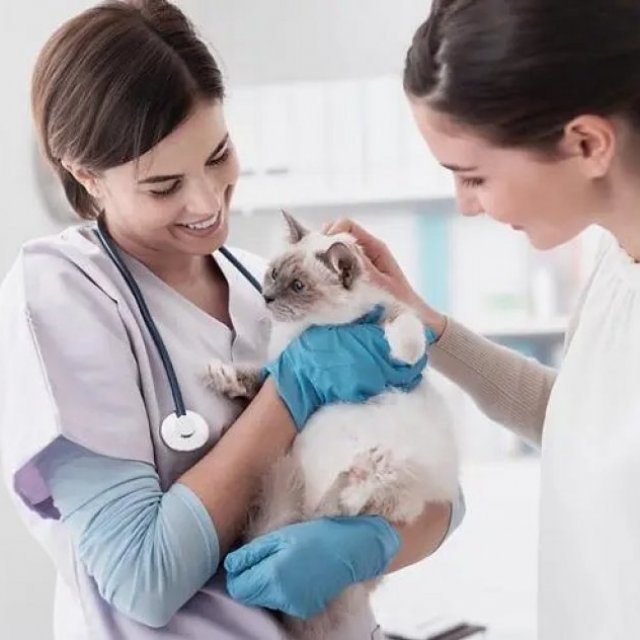 Silverado Veterinary Hospital