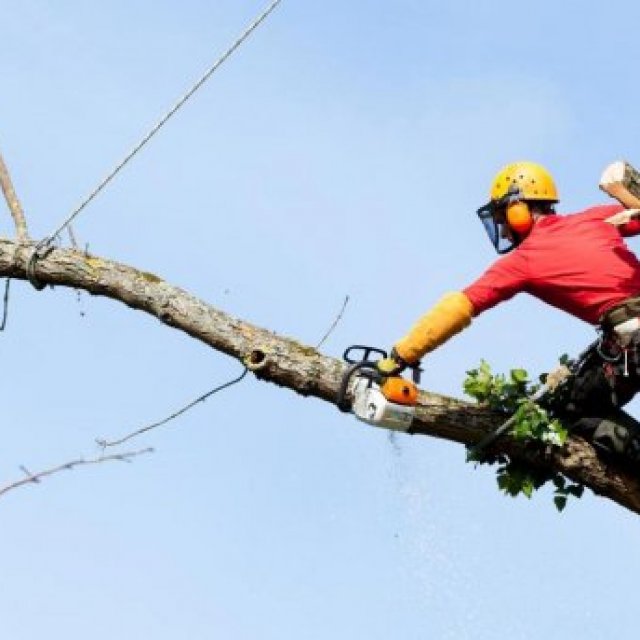 Arborcorp Tree Expert