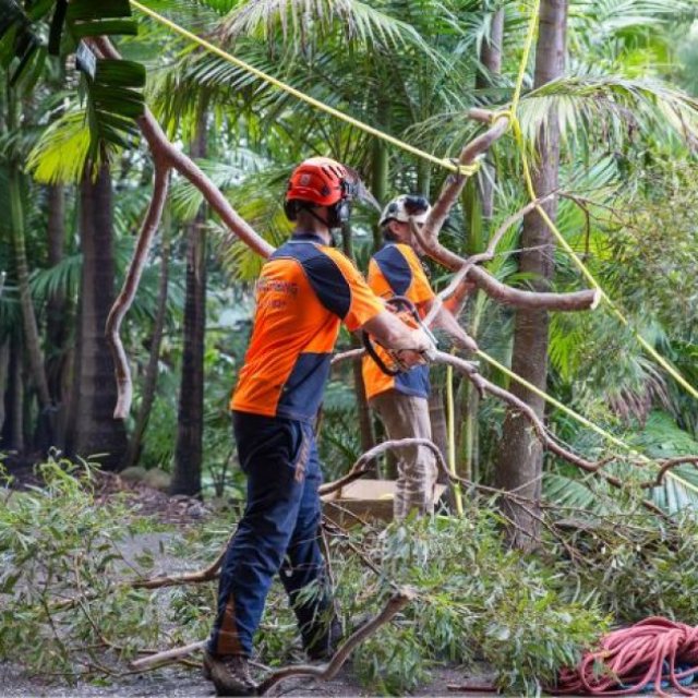 Pro Climbing Tree Services