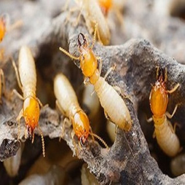 Termite Treatment Sydney - Bug Free Pest Control