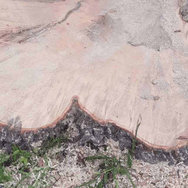 Root Removal Services Sydney - Sam's Tree Services North Shore