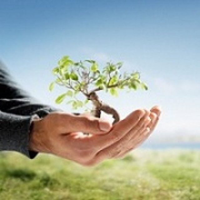 Hunnicutt Tree Service