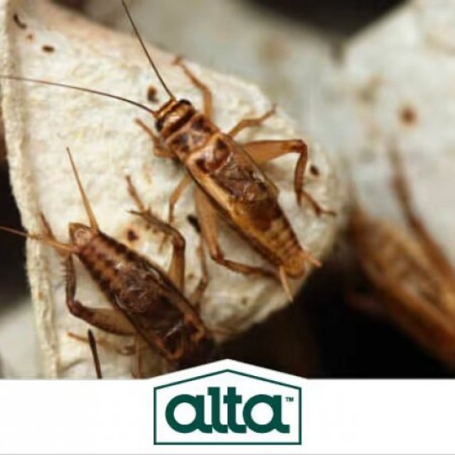 Alta Pest Control