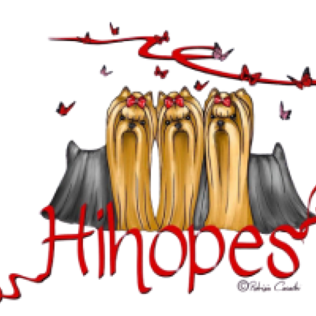 Hihopes Yorkshire Terriers