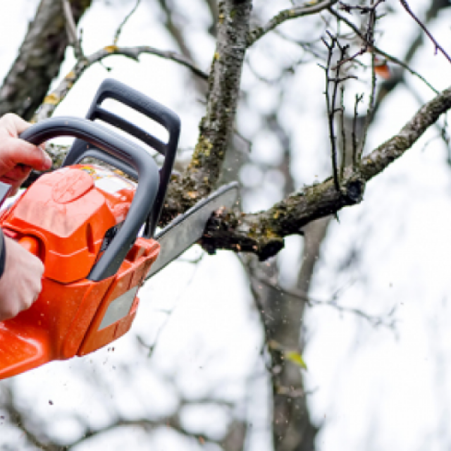 Charles Tree Services