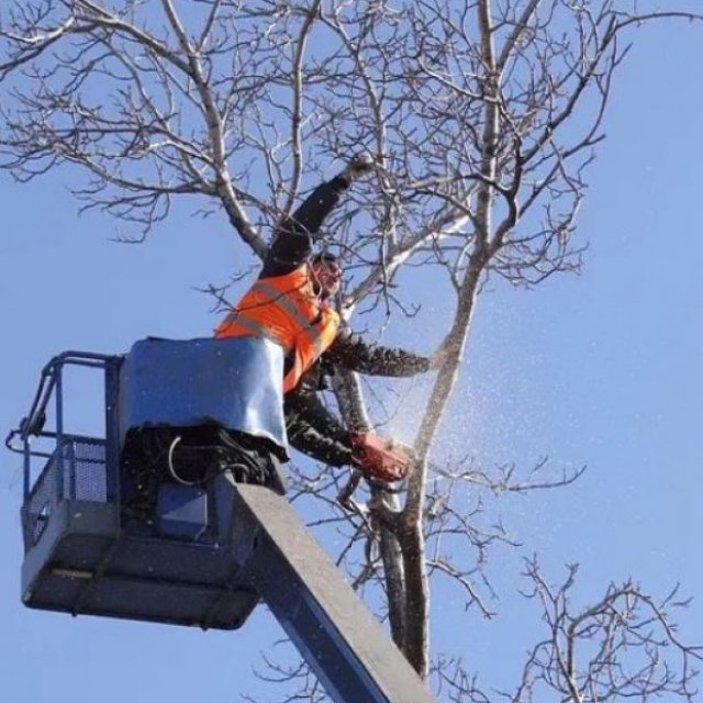 North Shore Tree Loppers