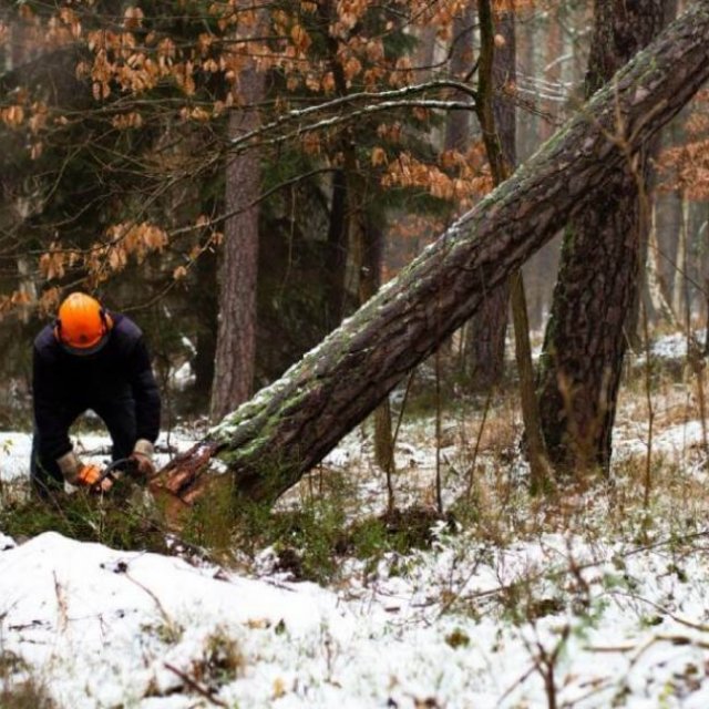 Jarvis Tree Experts