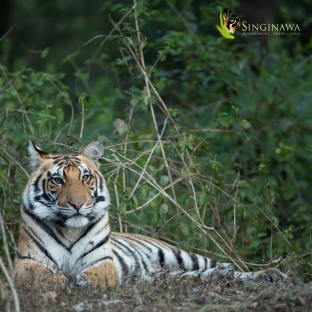 Jungle Lodges in India