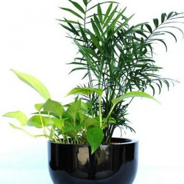 Inscape Indoor Plant Hire