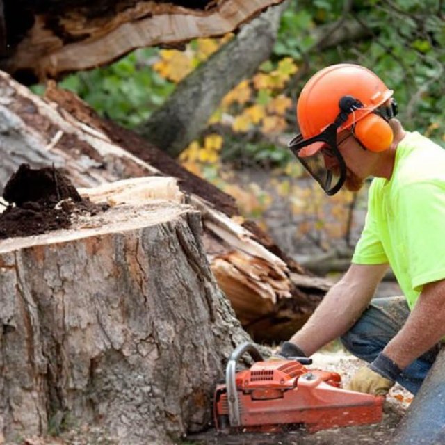 Mississippi Tree Removal Service