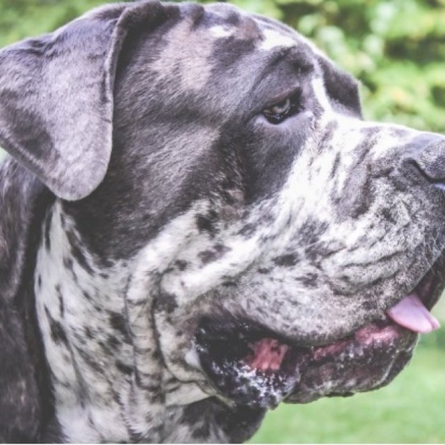 North American Mastiff Canada