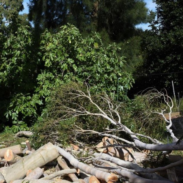 Crows Nest Tree Removal