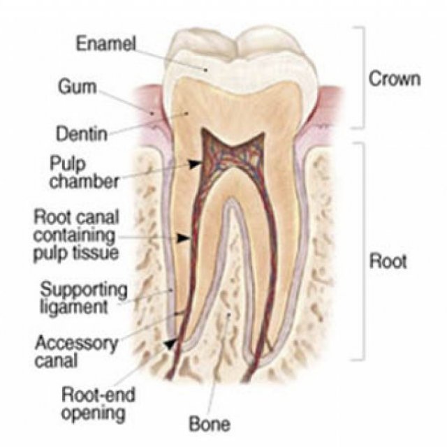 Dental Wellness