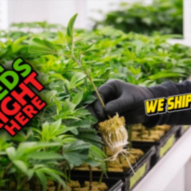 Get Seeds Right Here - We Ship Clones!