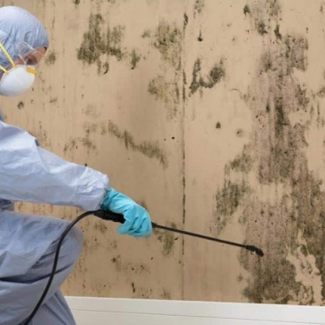 Mould Experts Perth