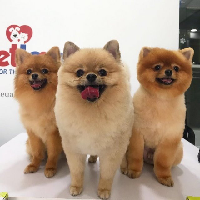 Petlove - Pet Grooming & Accessories