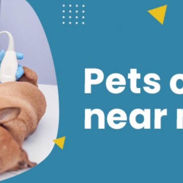 Pets Clinic Near Me | CGS Hospital Sarojini Nagar